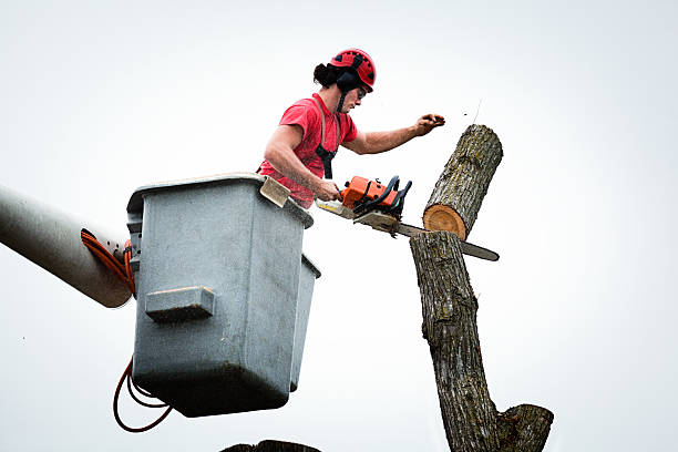 How Our Tree Care Process Works  in  Lancaster, WI